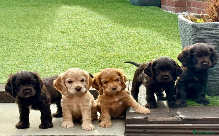 Cocker Spaniel dogs - Advert 2
