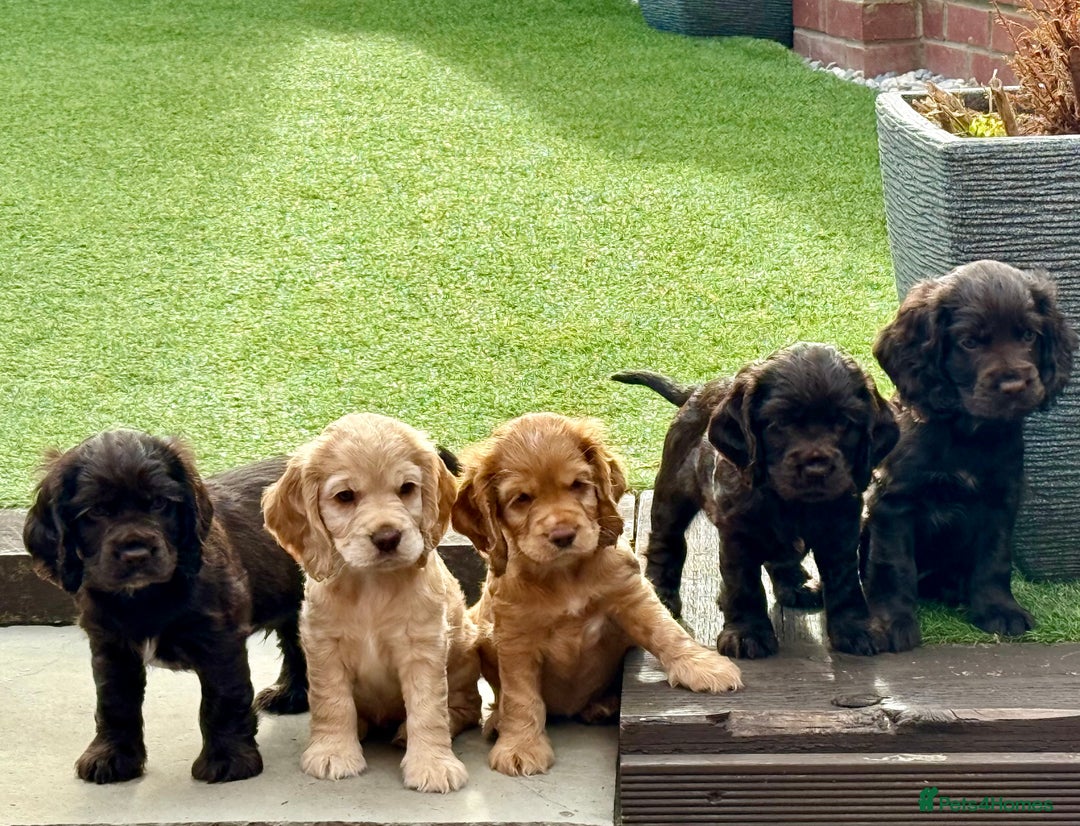 Cocker Spaniel dogs for sale: Beautiful Cocker Spaniel Pups - Image 1
