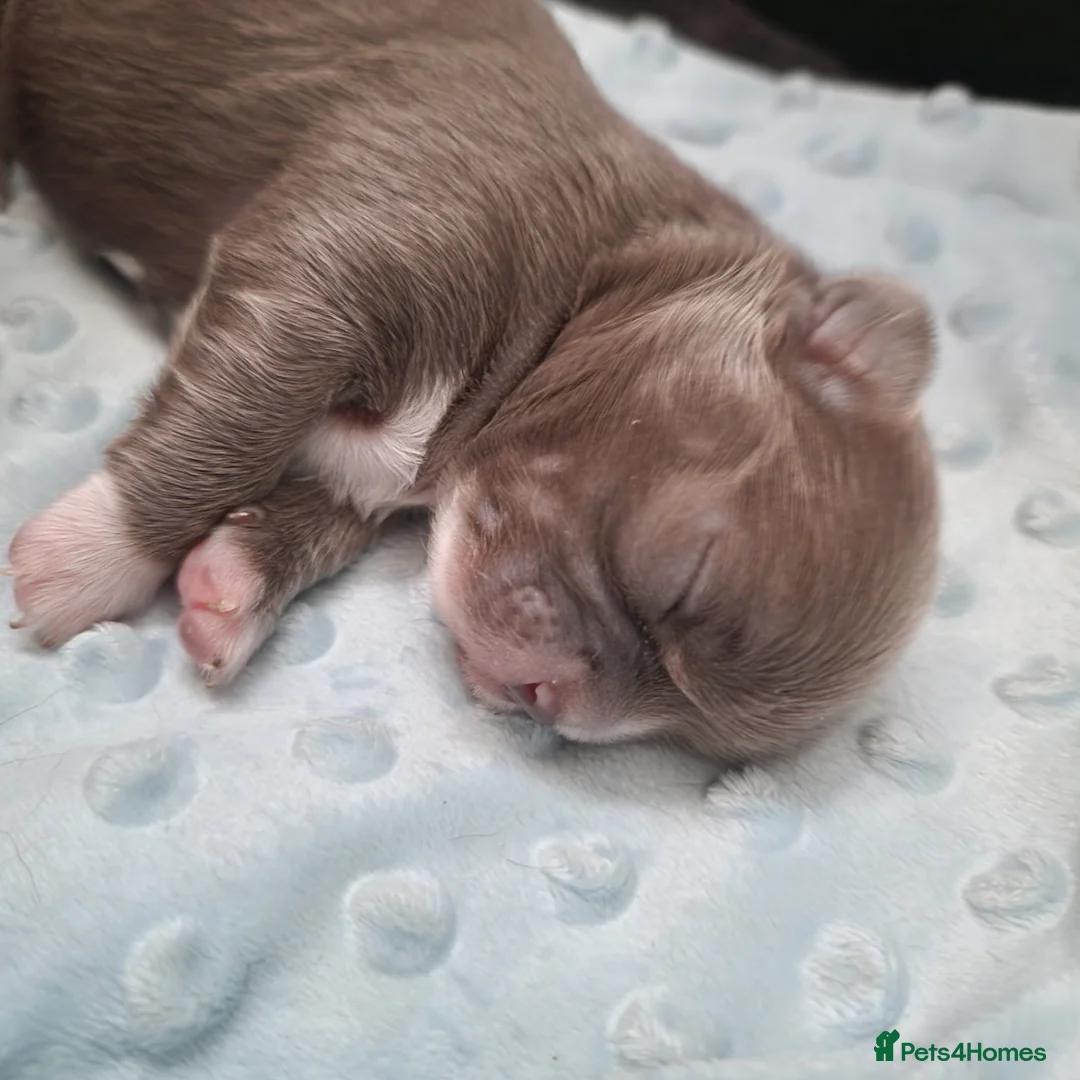 Chihuahua dogs for sale: Beautiful Chihuahua Puppies  - Advert 21