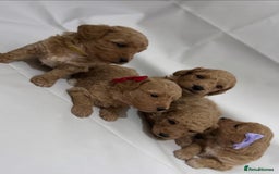 Poochon dogs for sale: F1 Poochon Puppies - 1 boy left - Image 8