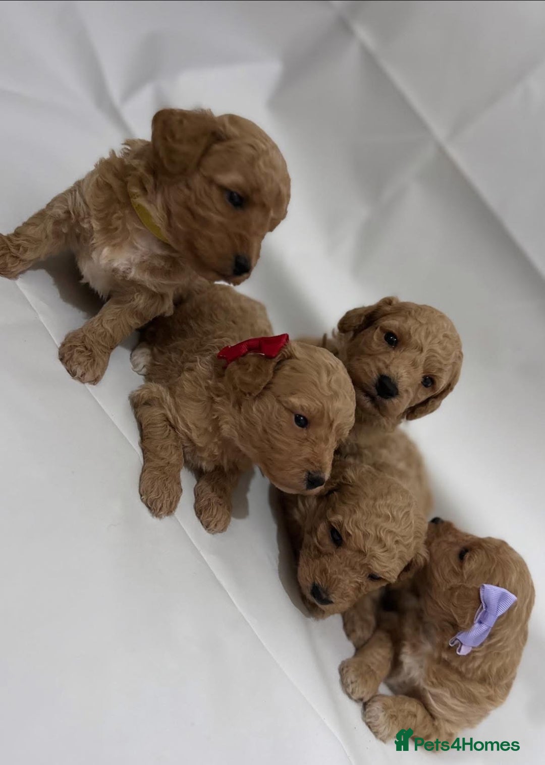 Poochon dogs for sale: F1 Poochon Puppies - 1 boy left - Image 8