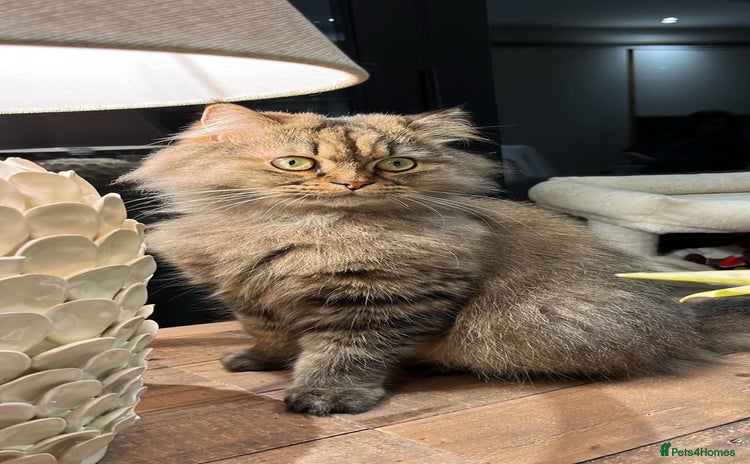 Persian cats - Advert 13