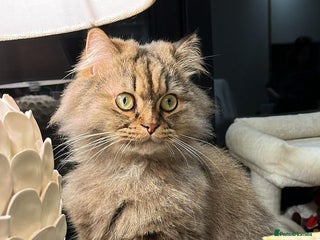 Persian cats - Advert 8