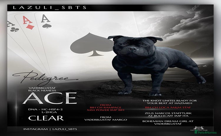 Staffordshire Bull Terrier dogs - Advert 1