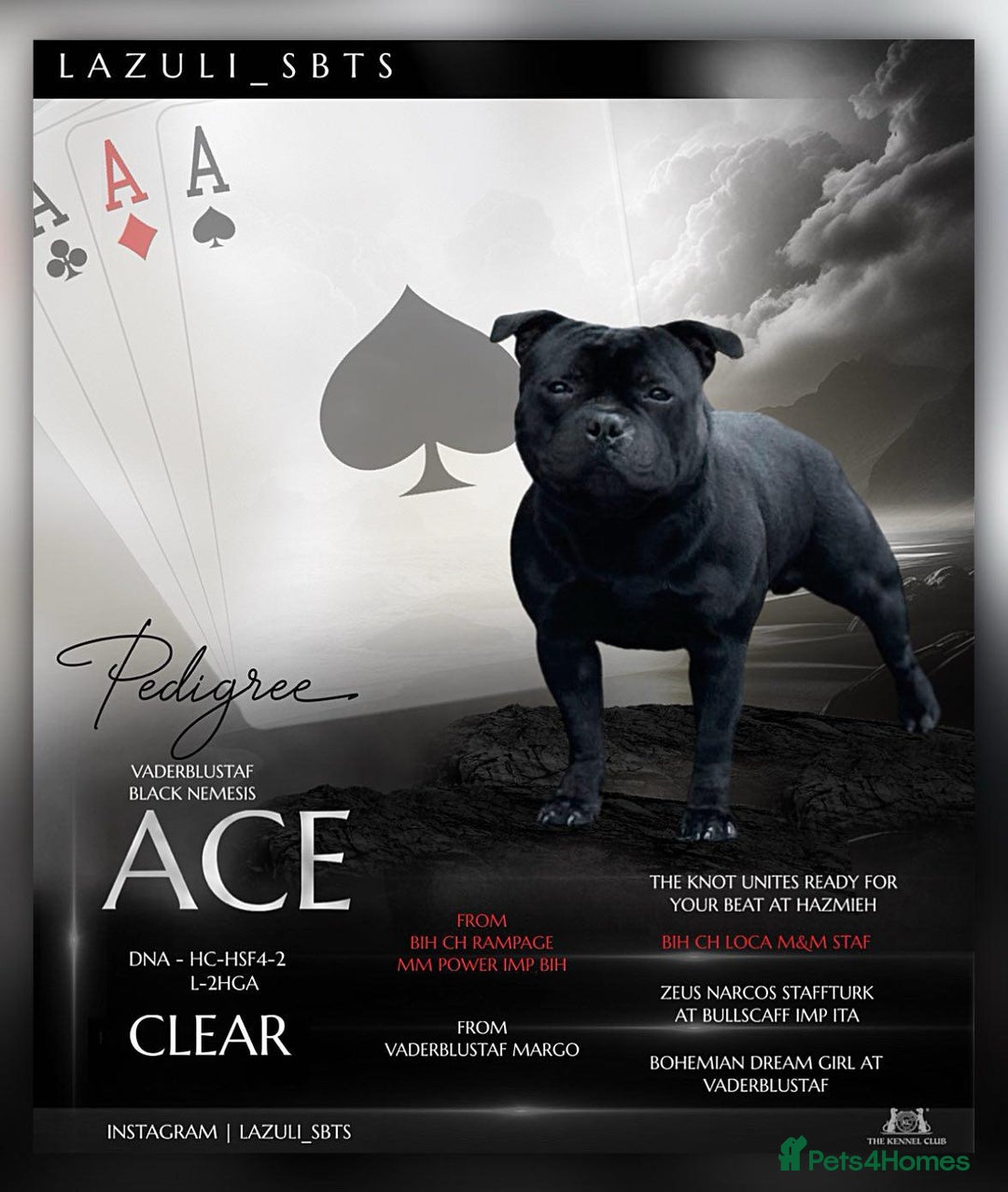 Staffordshire Bull Terrier dogs for stud: One and only ACE stud!  - Image 1