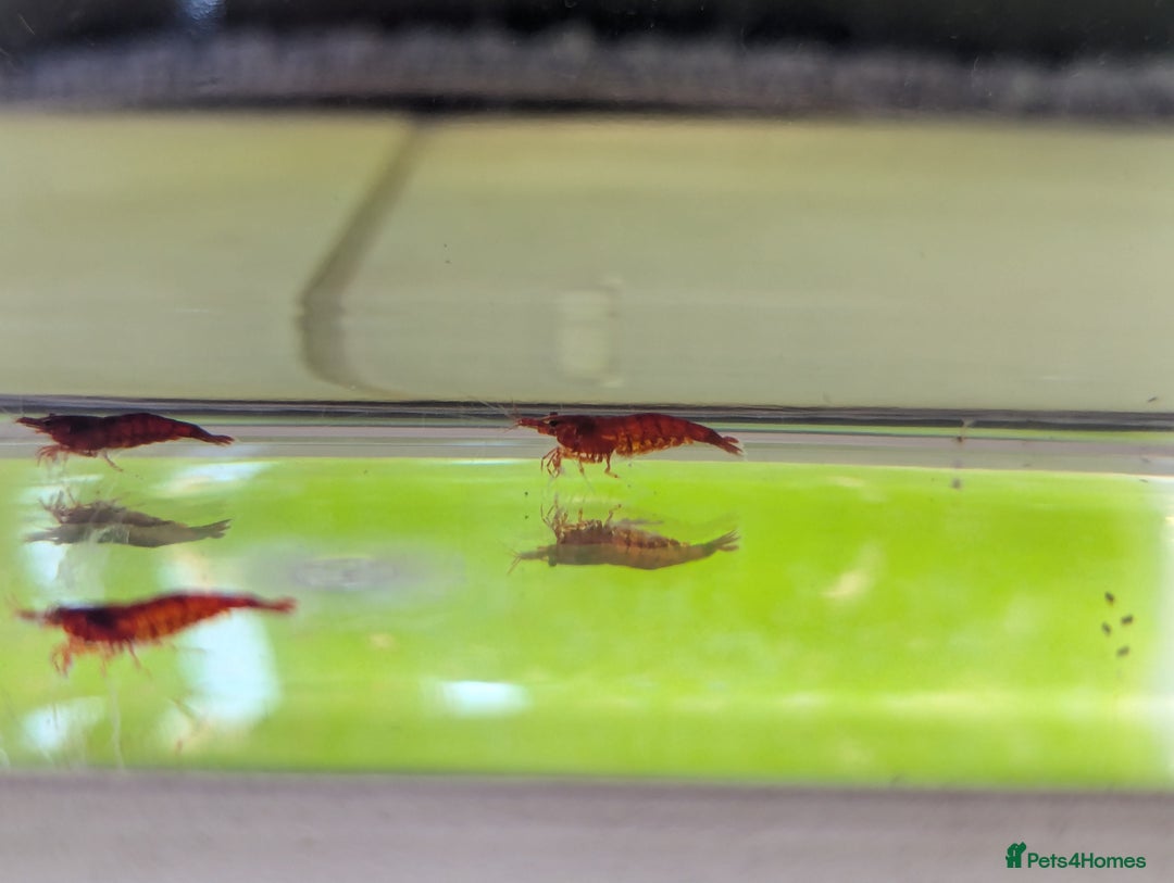 Shrimps fish for sale: 10 Red Cherry shrimps + 2 Free | Size 1-2 CM - Image 2