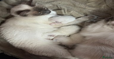 Ragdoll cats - Advert 4