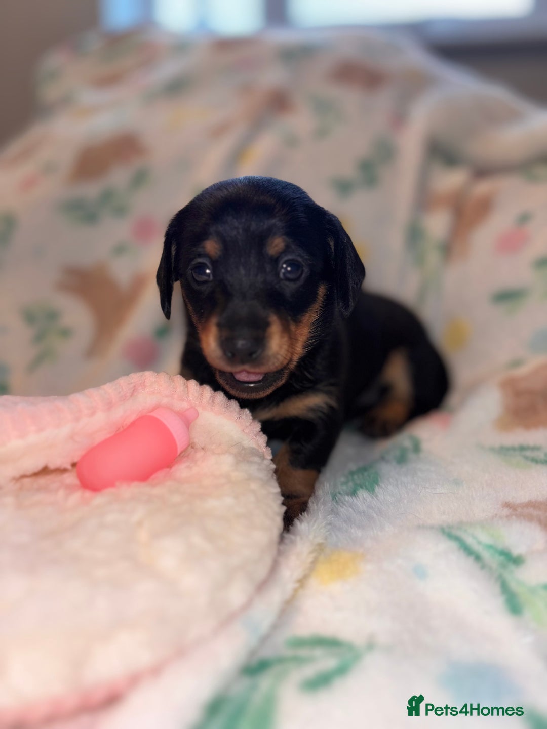 Miniature Dachshund dogs for sale: Dreamy miniature dachshunds  - Advert 27