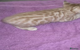 Bengal cats for sale: 2 stunning bengal kittens - Image 2