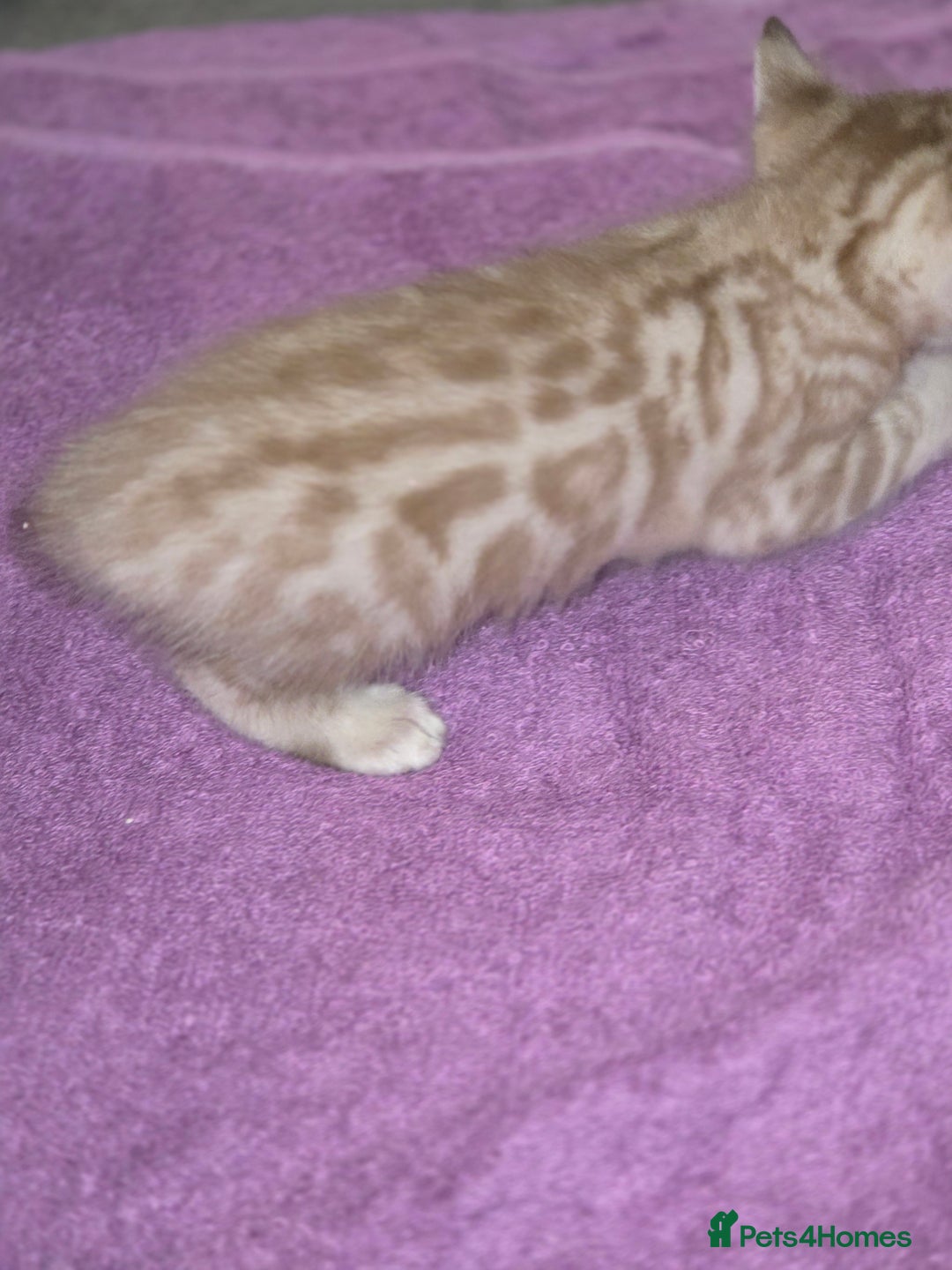 Bengal cats for sale: 2 stunning bengal kittens - Image 2
