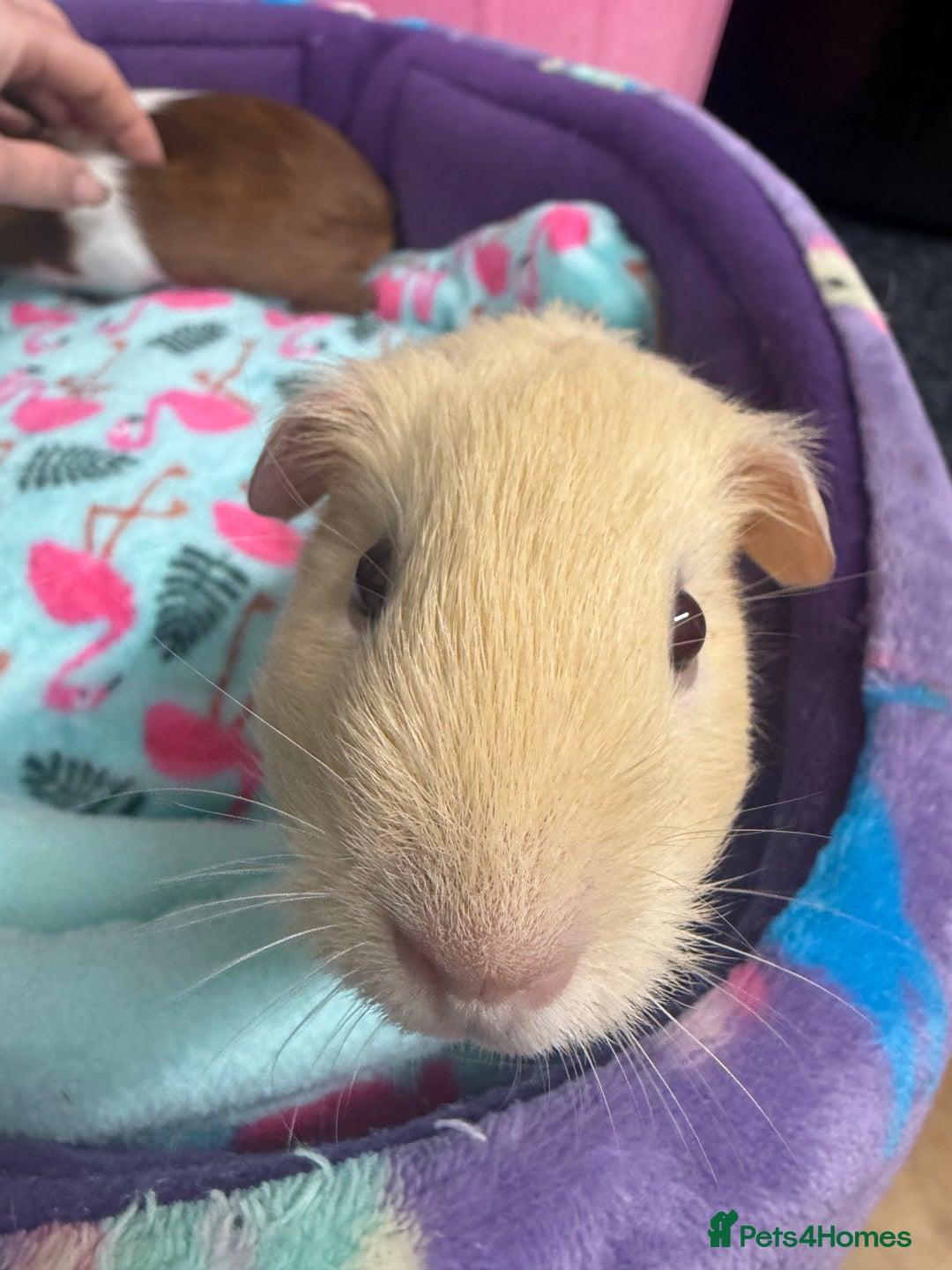 Guinea Pig rodents for sale: Super sweet purebred baby guinea pigs  - Advert 12