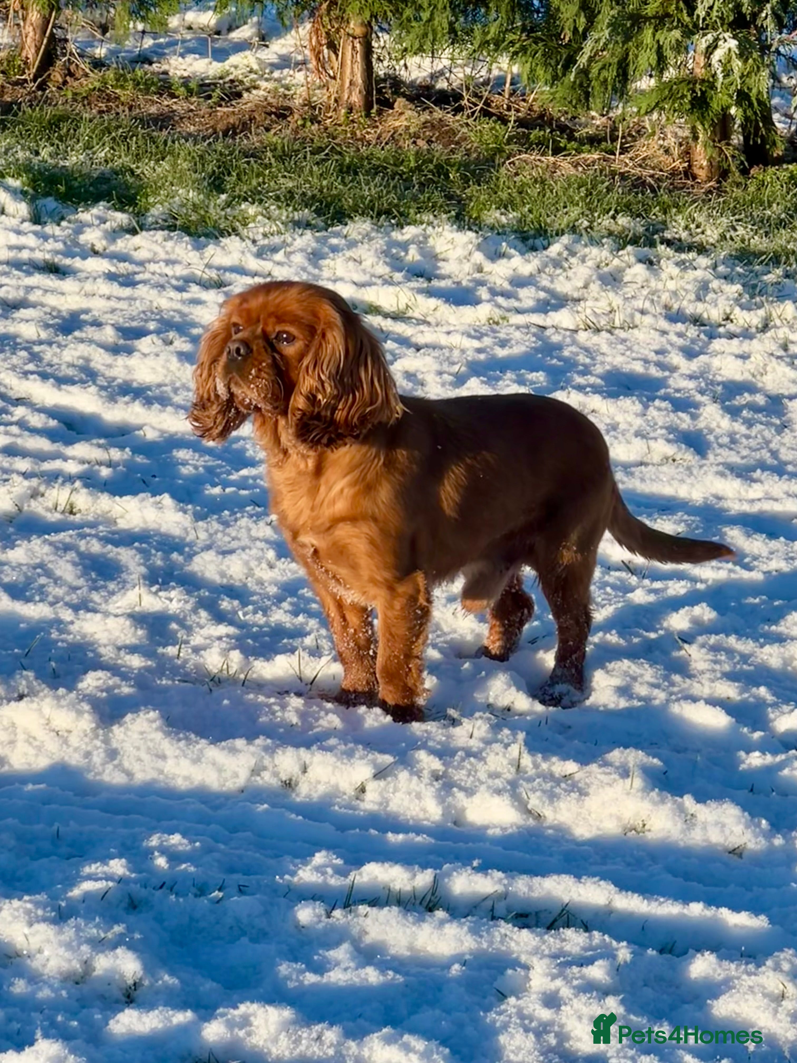 Cavalier King Charles Spaniel dogs KC REG HEALTH TESTED DARKRUBY CAVALIER PROVEN STUD - Advert 1