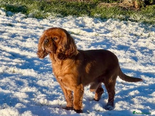 Cavalier King Charles Spaniel dogs KC REG HEALTH TESTED DARKRUBY CAVALIER PROVEN STUD - Advert 1