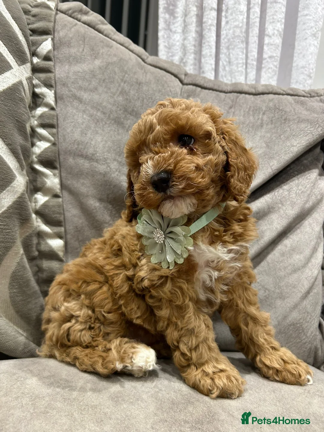 Cavapoo dogs for sale: F1b cavapoo puppies - Advert 1