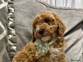 Cavapoo dogs F1b cavapoo puppies - Advert 1