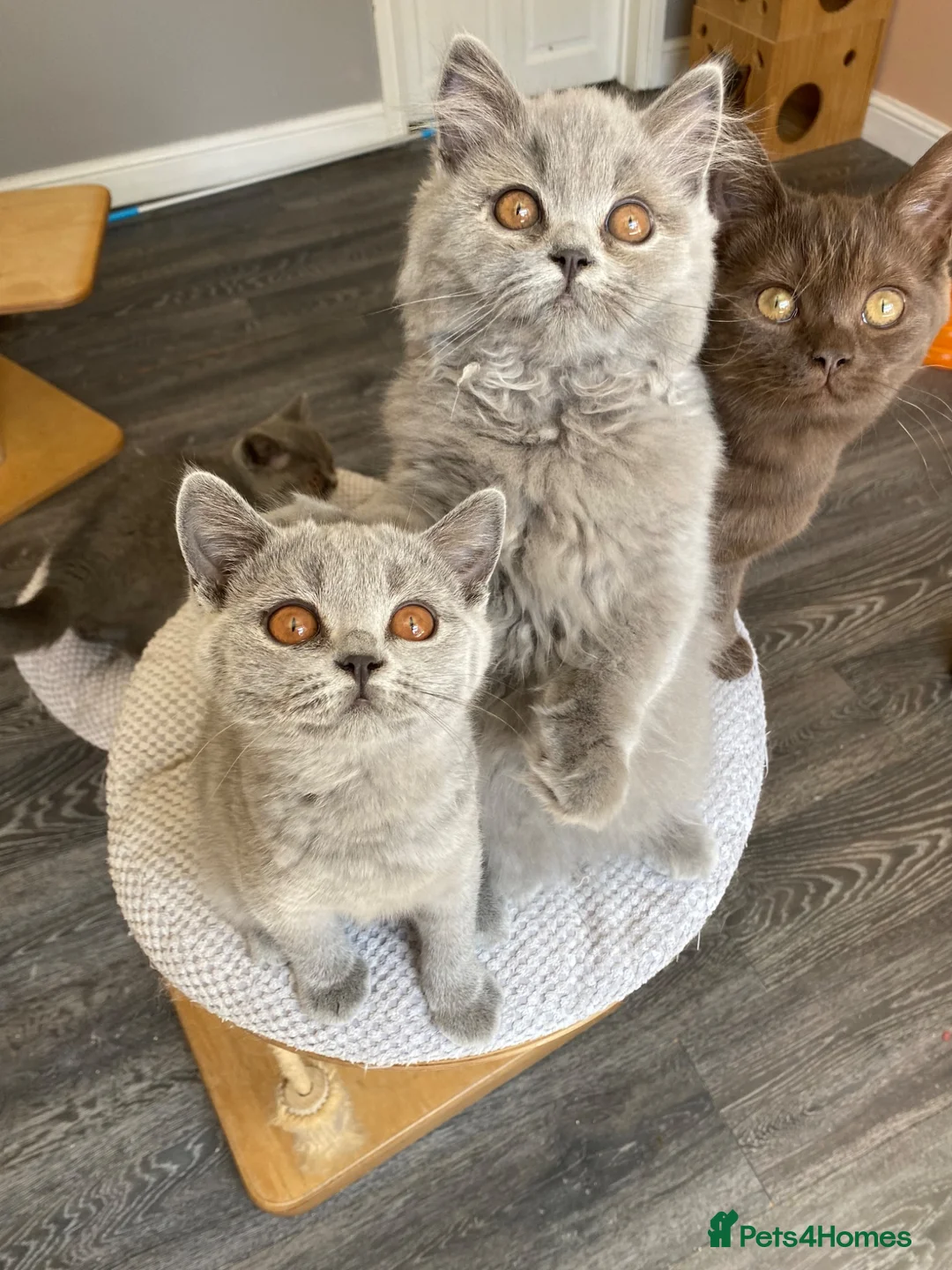 British Shorthair cats for sale: Blue female blue longhair male  - Advert 2