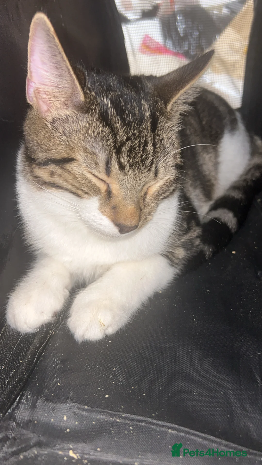 Mixed Breed cats for sale: 2 Male Cats Needing LovingHomes 7MonthsOld £70Each - Advert 2