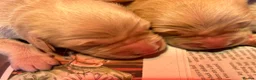Golden Retriever dogs for sale: Beautiful litter of golden retrievers available  - Advert 11