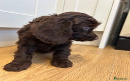 Cockapoo dogs for sale: Beautiful miniature Teddybear Cockapoo  puppies  - Image 31
