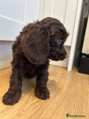 Cockapoo Puppy 6