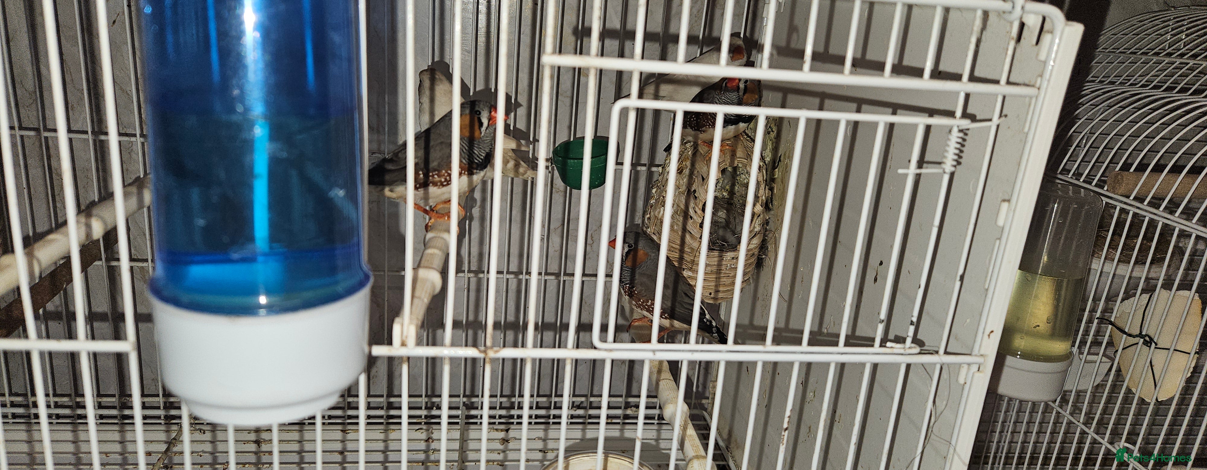 Finches birds Bengali society finches and zebra finches for sale - Advert 1