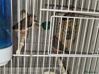 Finches birds Bengali society finches and zebra finches for sale - Advert 1