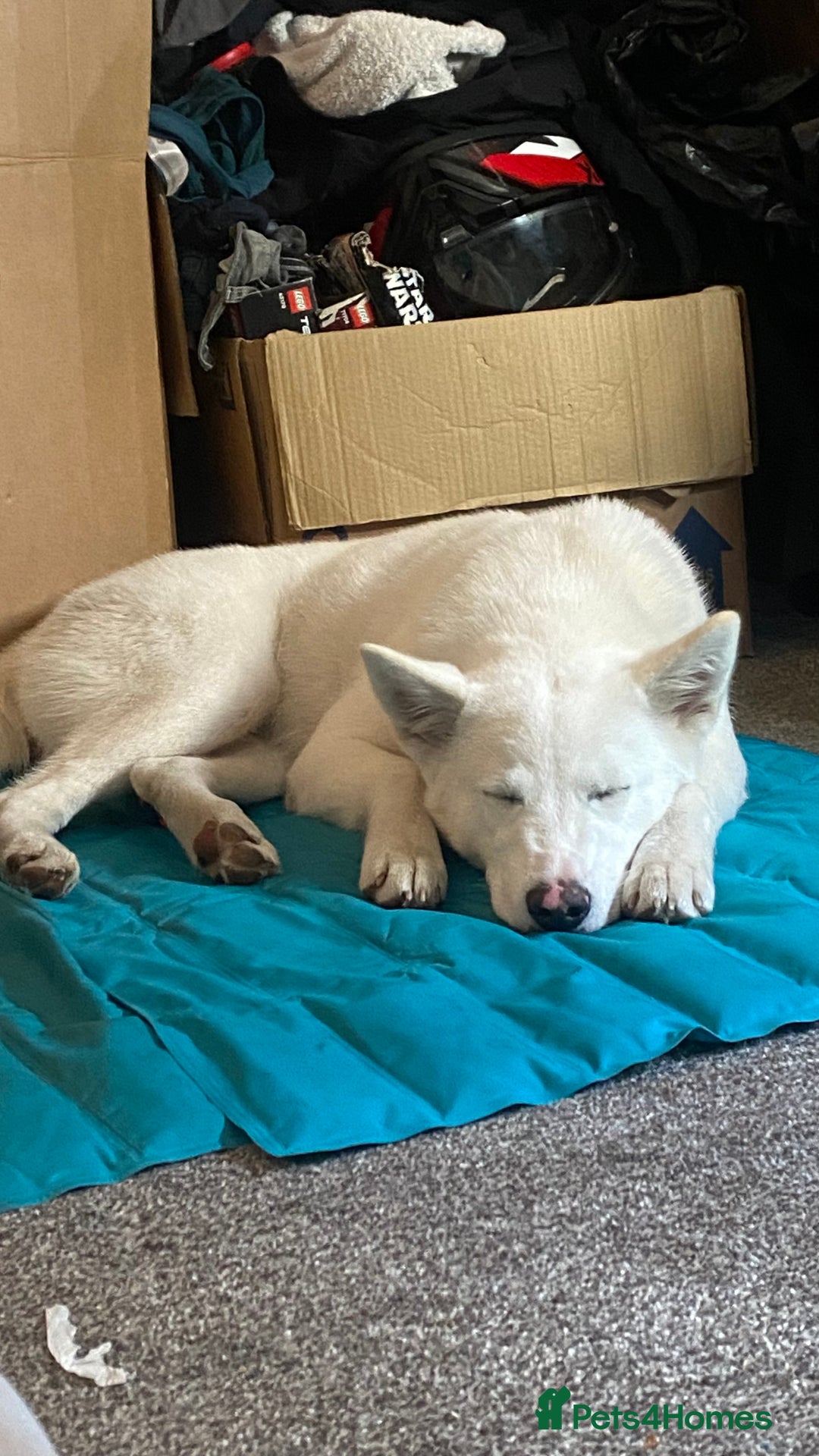 Mixed Breed dogs for sale: White Female Akita  - Image 3