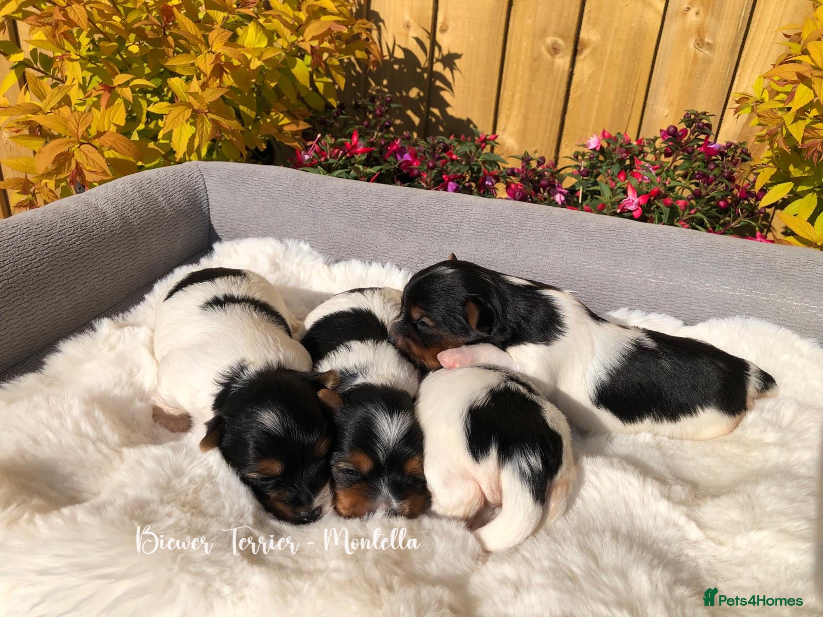 Biewer Terrier dogs Four Beautiful Biewer Terriers! - Advert 1