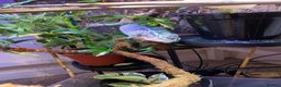 Chameleon reptiles for sale: Male Panther Chameleon and FULL Set Up - Advert 2