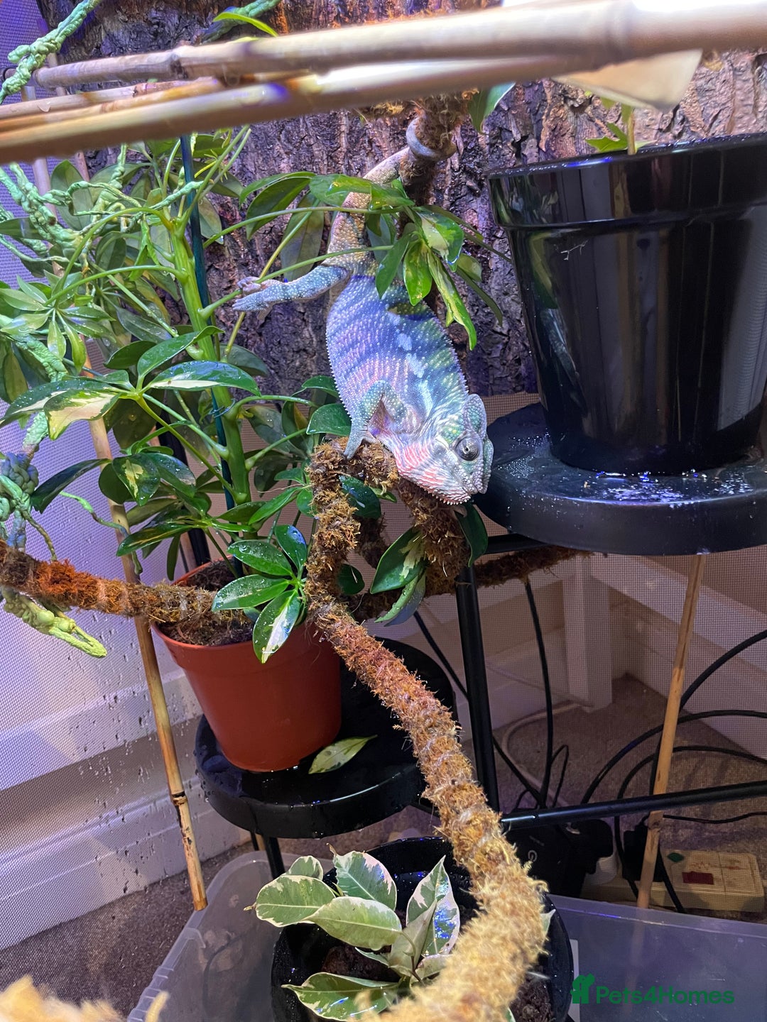 Chameleon reptiles for sale: Male Panther Chameleon and FULL Set Up - Advert 2