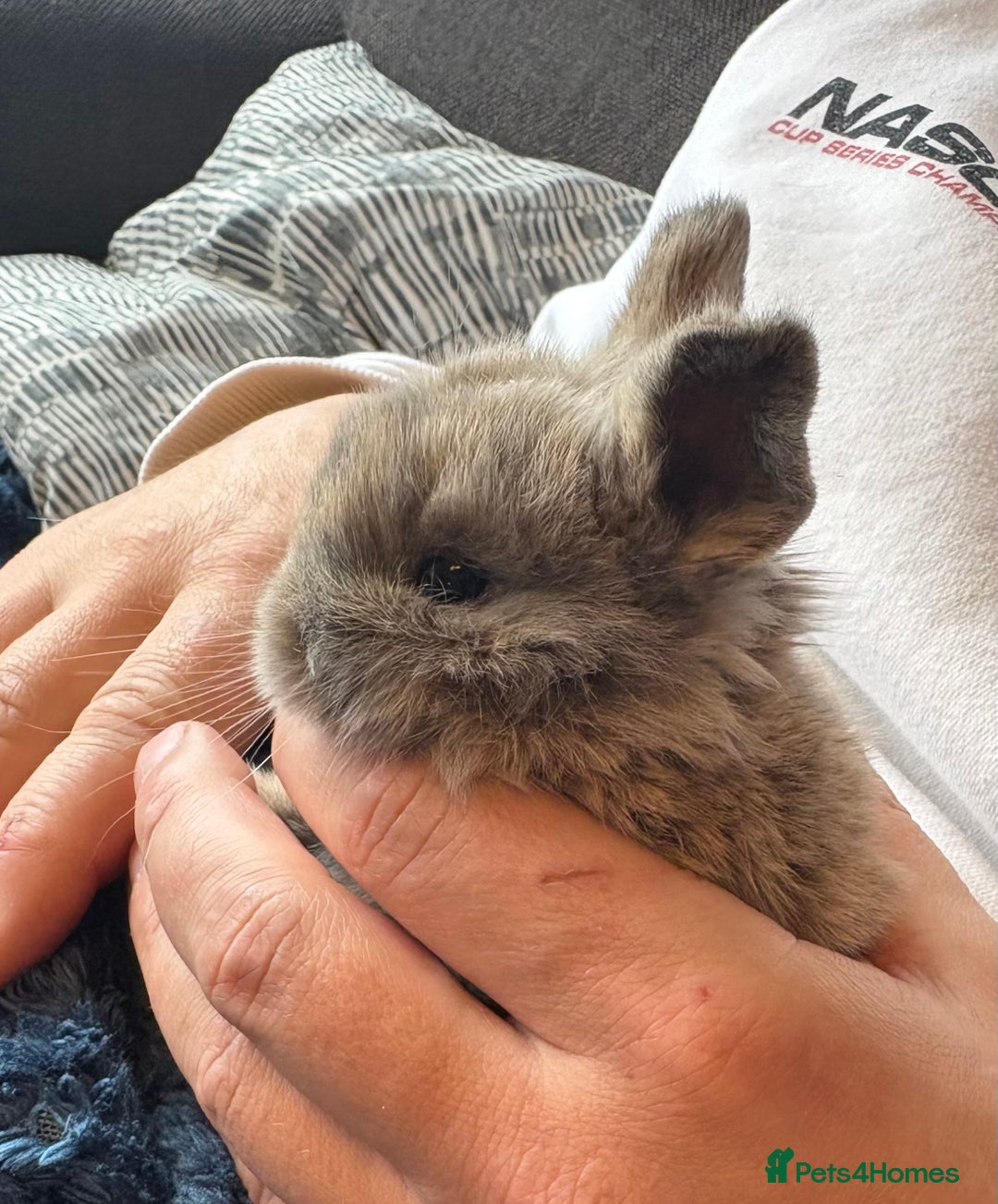Mini Lop rabbits for sale: Pure Bred Mini Lop babies - Advert 9