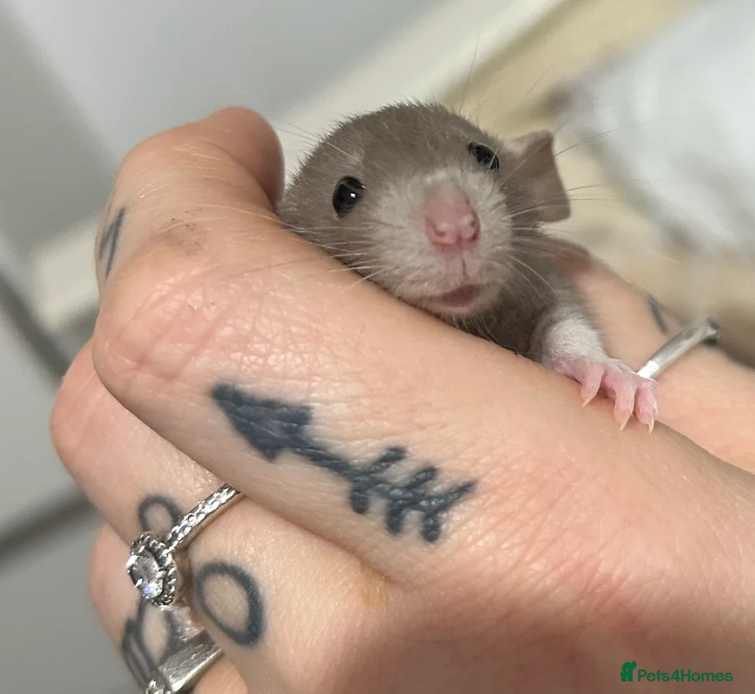 Rat rodents for sale: Baby rats - 8 left  - Advert 1