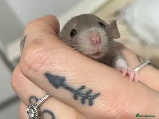 Rat rodents Baby rats 1 litter available now - Advert 15