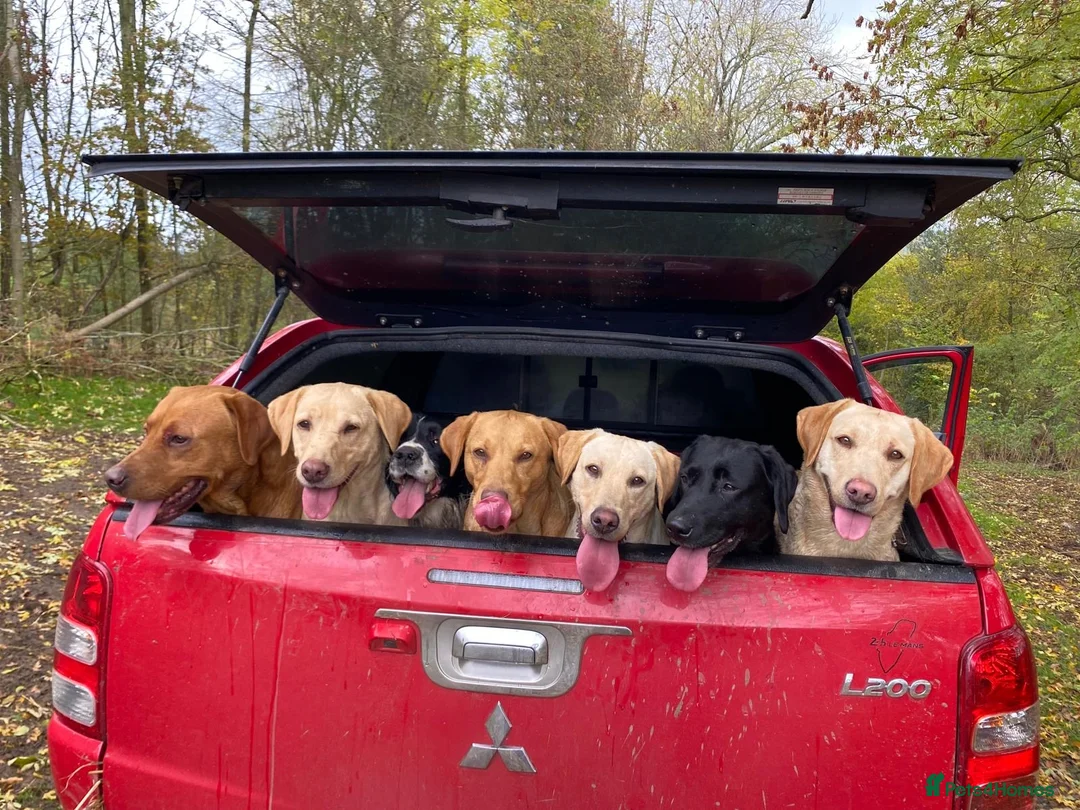 Labrador Retriever dogs for sale: Yellow Labrador pups - Advert 5