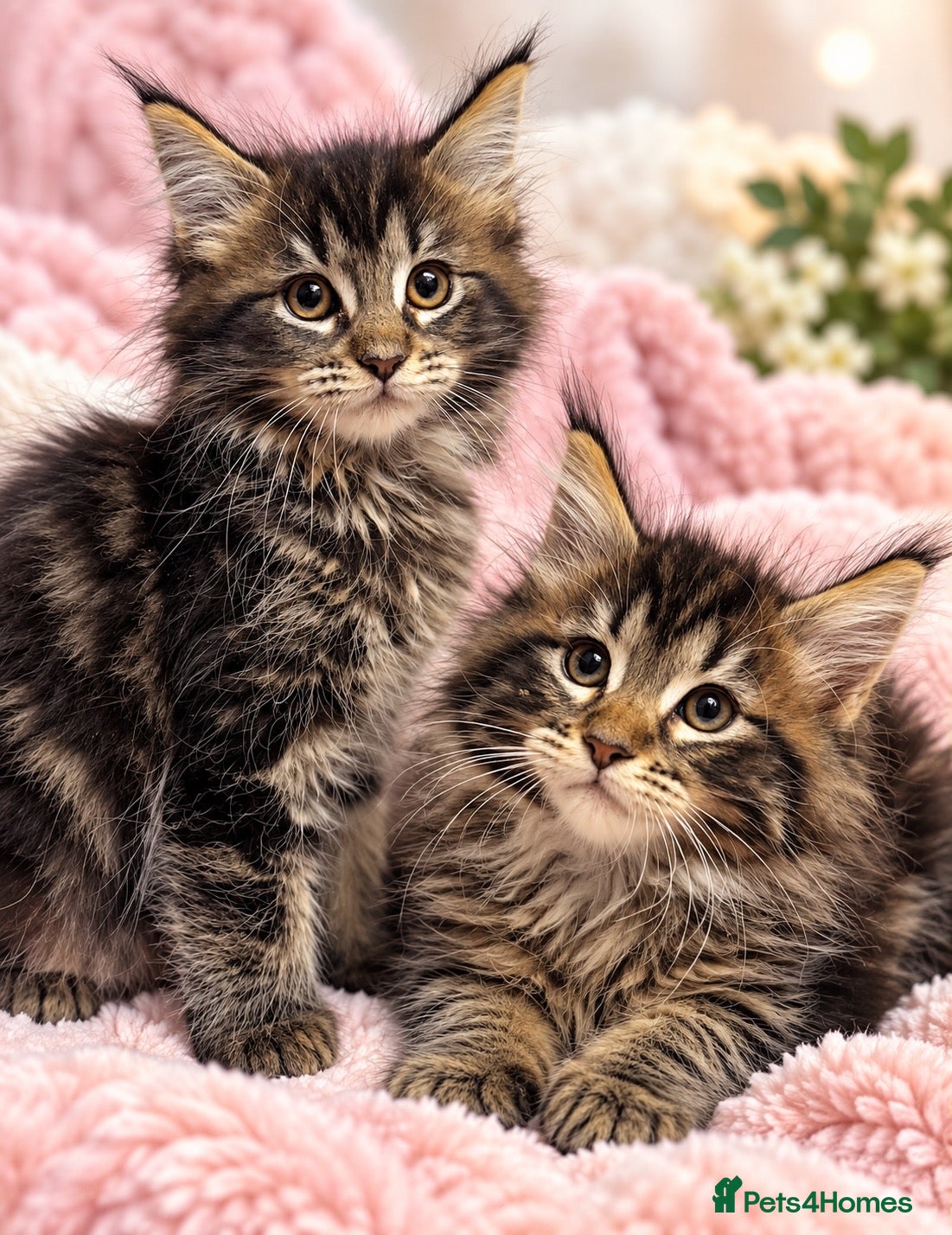 Maine Coon cats Olistars Maine Coons XXL females  - Advert 1