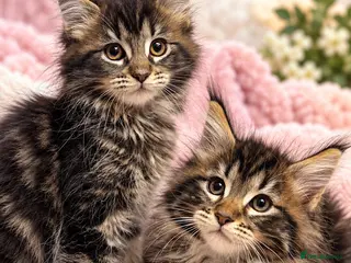 Maine Coon cats Olistars Maine Coons XXL females - Advert 1