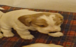 Cocker Spaniel dogs for sale: KC registered Orange Roan Cocker Spaniels - Image 3