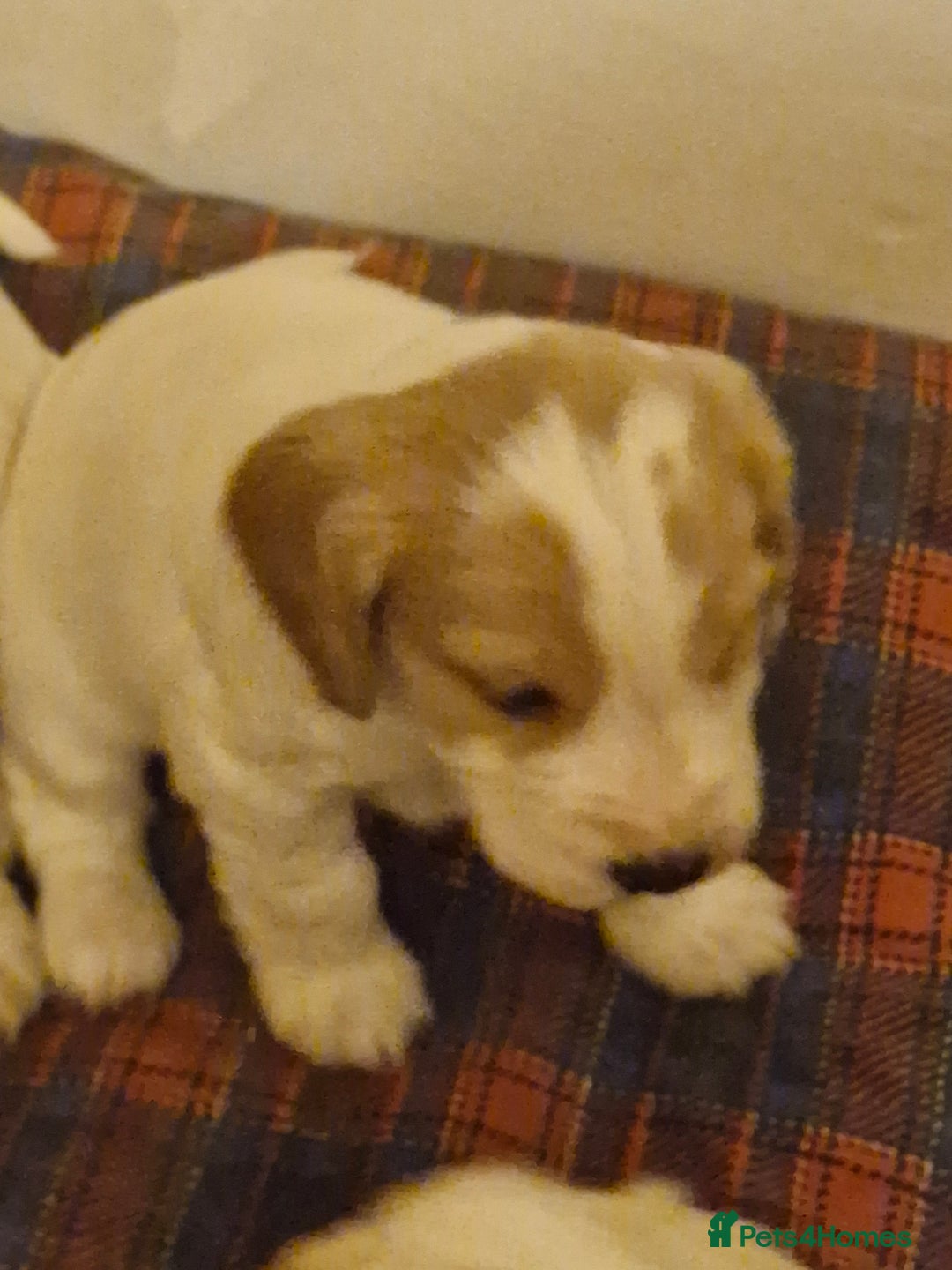 Cocker Spaniel dogs for sale: KC registered Orange Roan Cocker Spaniels - Image 3