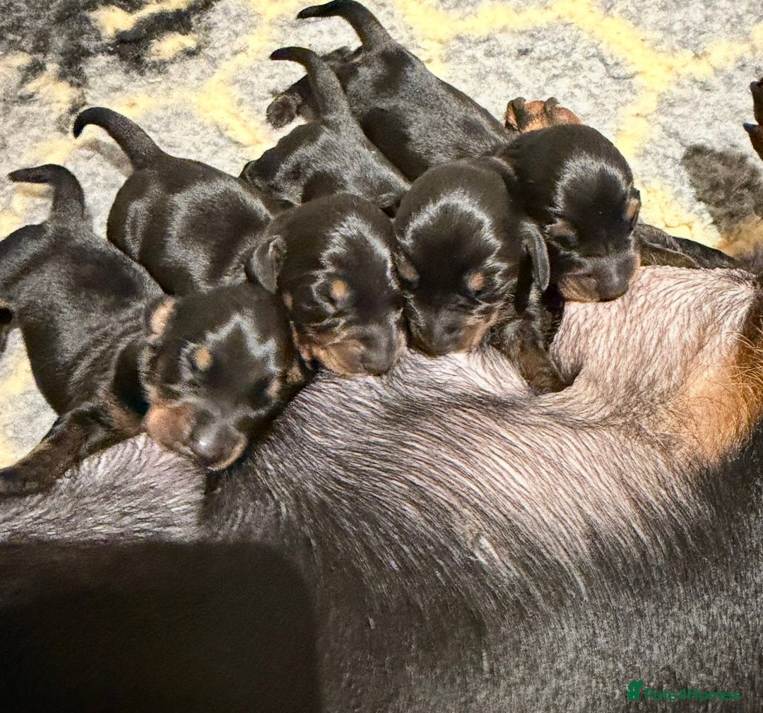 Miniature Dachshund dogs for sale: Stunning puppies,kc reg and pra clear - Advert 11