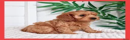 Cavapoo dogs for sale: Gorgeous cavapoo puppies from DNA tested parents - Advert 17