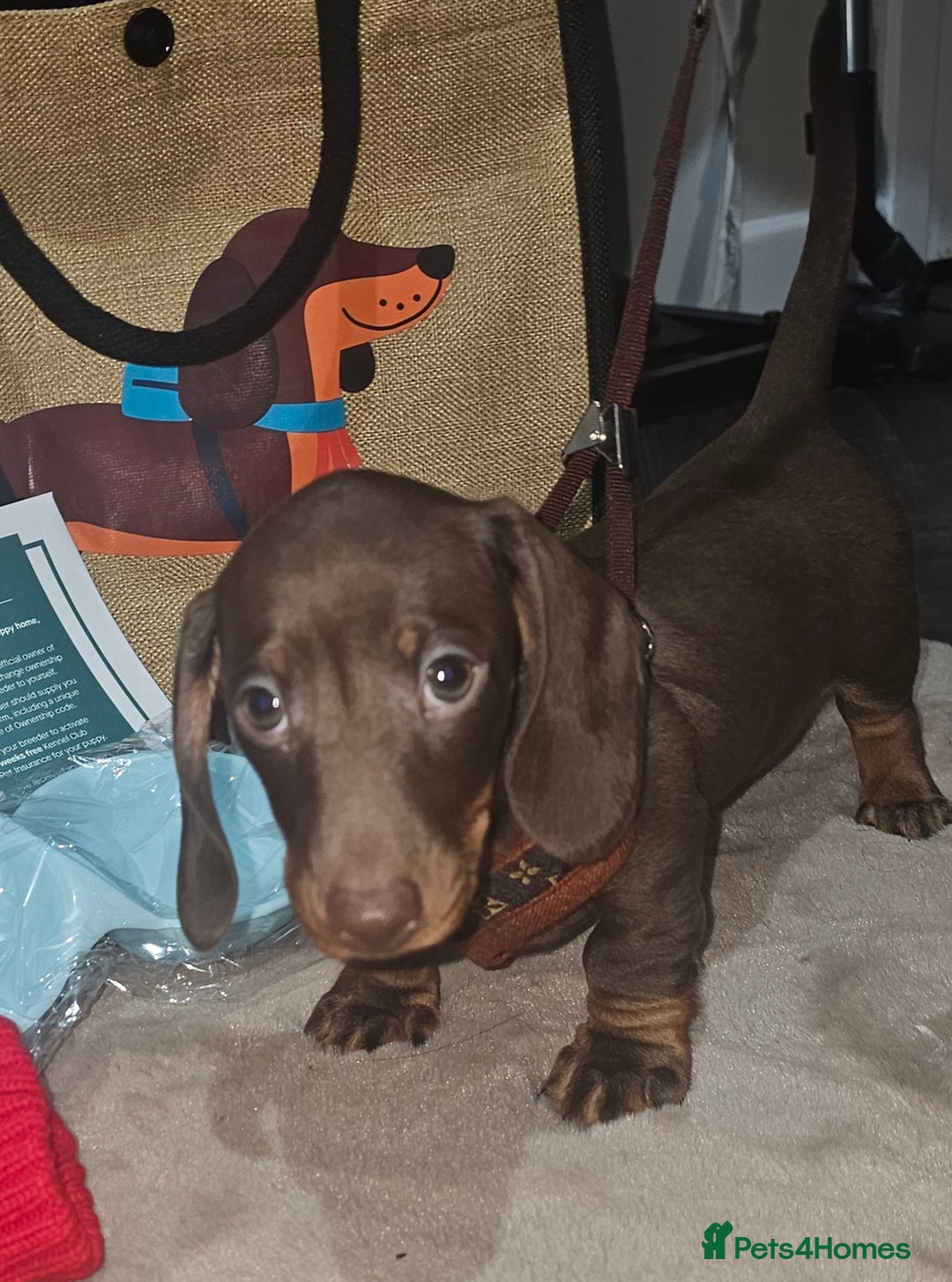 Miniature Dachshund dogs for sale: 🐾 KC Registered Miniature Dachshund Puppy Boy 🐾 - Advert 3