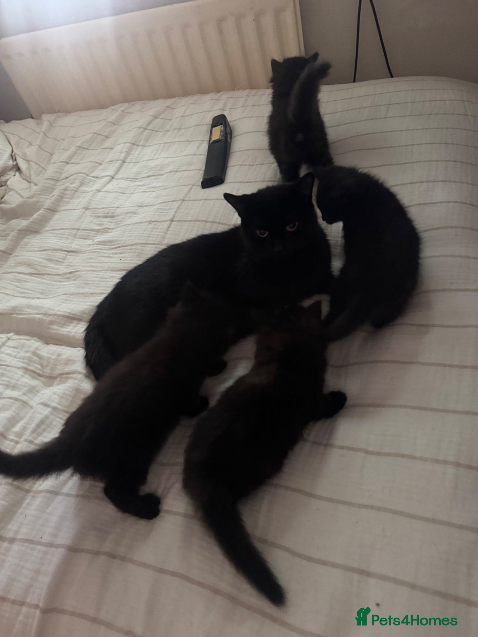 Mixed Breed cats 4 playful happy fluffy kittens - Advert 1