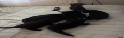 Mixed Breed cats for sale: 4 playful happy fluffy kittens - Advert 1