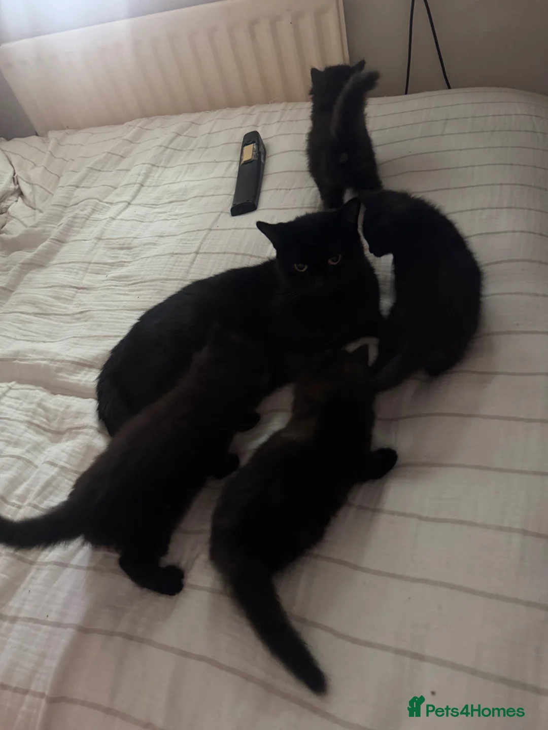 Mixed Breed cats for sale: 4 playful happy fluffy kittens - Advert 1