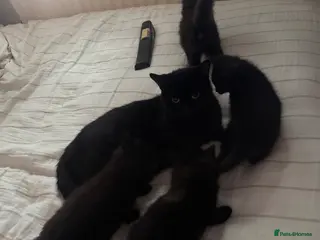 Mixed Breed cats 4 playful happy fluffy kittens - Advert 1