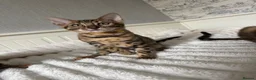 Bengal cats for sale: 🐆Exceptional Pedigree Bengal Kittens 🐆 - Advert 17