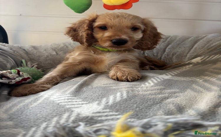 Cockapoo dogs - Advert 15