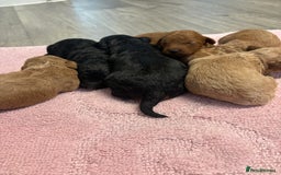 Jackapoo dogs for sale: Beautiful litter of 6 F1B Jackapoos - Image 5
