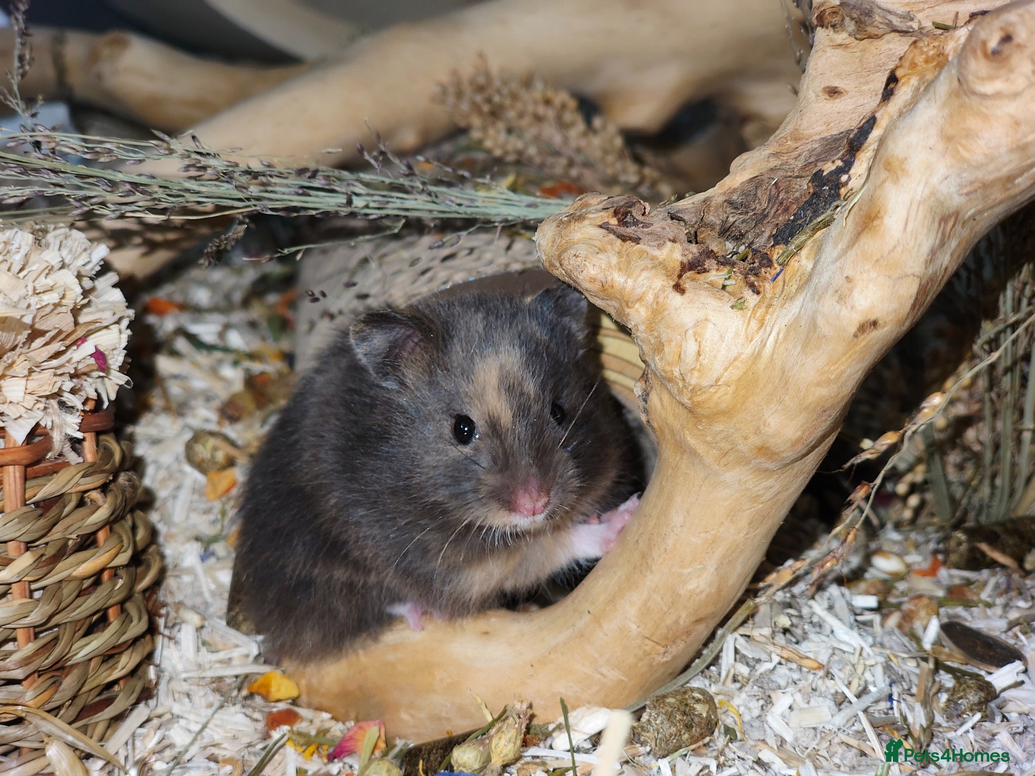 Hamster rodents Beautiful little male & female ready now - Advert 12