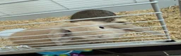 Mini Lop rabbits for sale: 2 male rabbits - Advert 3